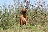 RODESIAN RIDGEBACK 020